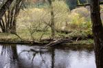 Herbst im Kamptal 1