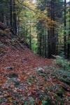 Herbst 6