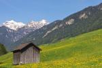 Frühlingswiese beim Spaziergang am 24.05.2010 Tirol/Austria