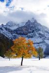 Wintereinbruch am großen Ahornboden