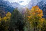 Am Klöntalersee Ahorn im Gegenlicht