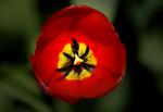 Tulpe