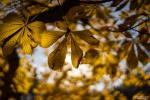 Herrenkrug / Herbst 1