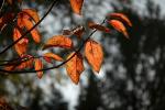 Herbst6