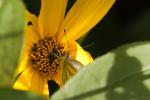 Kohlweißling im herbstlichen Ambiente