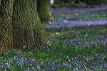 Das Blaue Wunder von Linden (III)