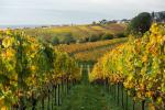 Herbst im Pfälzer Weinland 4