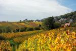 Herbst im Pfälzer Weinland 5