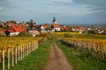 Herbst im Pfälzer Weinland 6