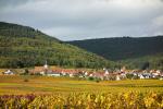 Herbst im Pfälzer Weinland 8