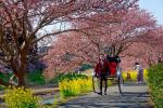 vorfrühling in japan