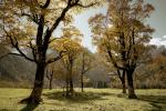 Herbst am Ahornboden