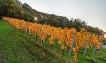 Herbst in den Weinbergen