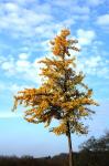 Herbstgingko