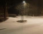 Frischer Baum im frischen Pulverschnee