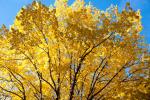 Herbst - Gold an den Bäumen