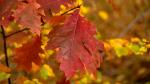 Herbst_2