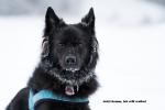 Winterspaziergang mit ingoKober