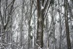 Winterspaziergang mit ingoKober