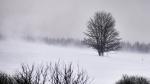 Baum im Sturm