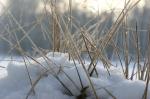 Gras & Schnee