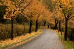 Herbst-gelb-Straße