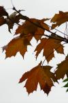 Herbst_08