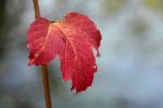 Herbst 10