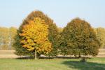 Brüder im Herbst