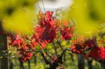 Frühherbst im Weinberg