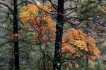 Herbst in der Haute Provence