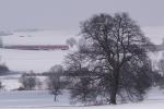 Baum 2