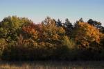 Herbstspaziergang II