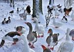 Gänse im Schnee