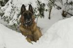 Schneehund