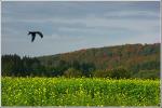 Herbstlicher Gegensatz