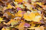 Herbstlaub  -2-