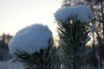 zwei Schneehäubchen