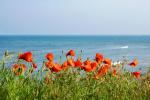 Mohn auf Rügen