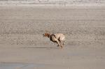 Hund am Strand