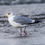 Tierische Strandbewohner