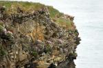 Cliffs of Kilkee 11