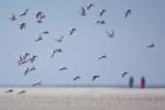 Strandläufer treffen Strandläufer