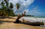 Baum am Strand 2