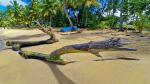 Baum am Strand (Bearb. wus)