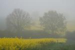 Nebel2