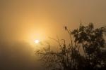 Morgennebel