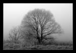 Frostnebel1