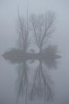 See im Nebel_8