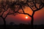 Sonnenaufgang im Kruger-Nationalpark
